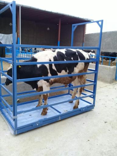 عکس ترازو باسکول علیزاده 