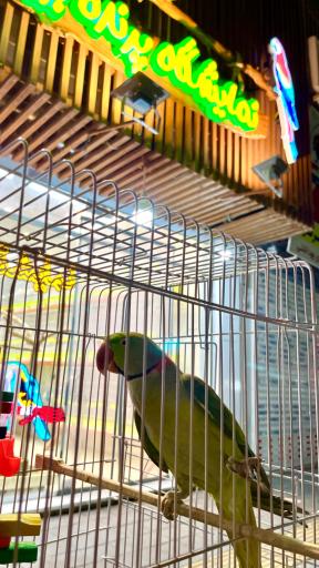 عکس نمایشگاه پرنده بیات