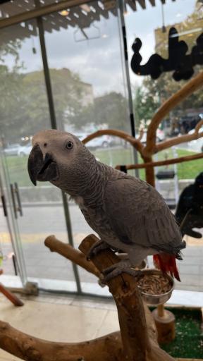 عکس نمایشگاه پرنده بیات