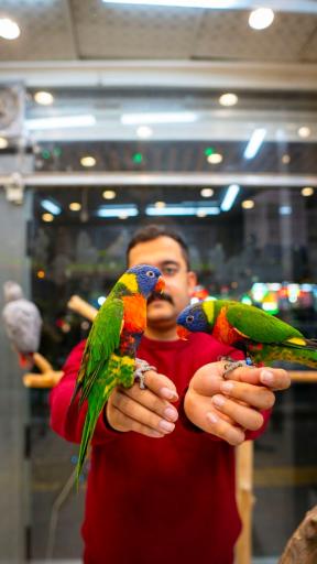 عکس نمایشگاه پرنده بیات