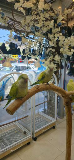 نمایشگاه پرنده بیات