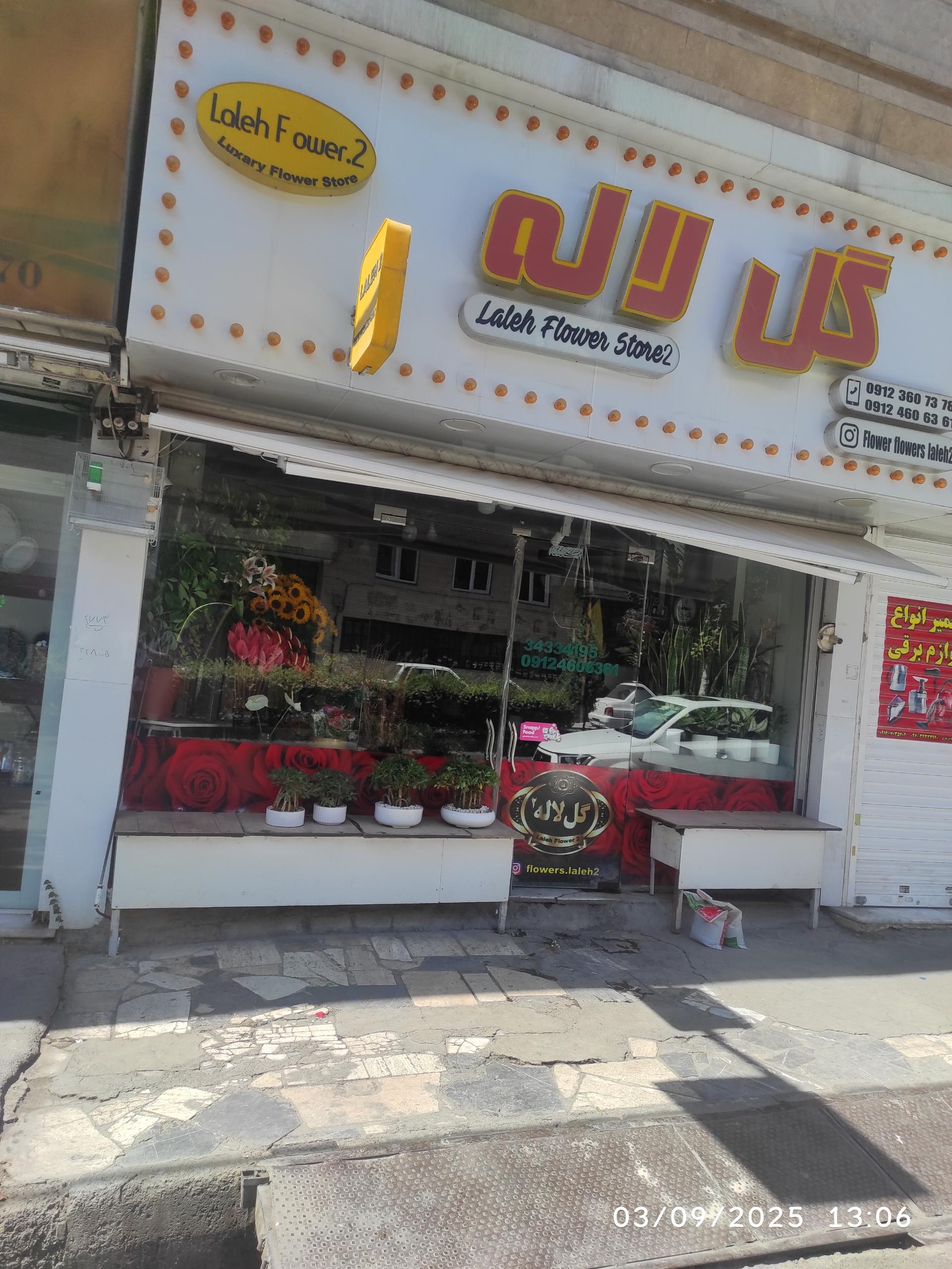 عکس گل لاله 2 