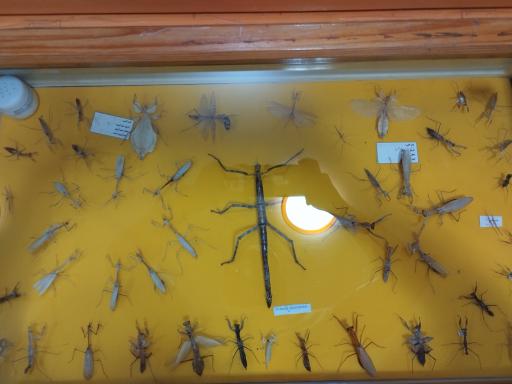 عکس موزه تاریخ طبیعی همدان