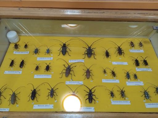 عکس موزه تاریخ طبیعی همدان