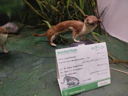 عکس موزه تاریخ طبیعی همدان