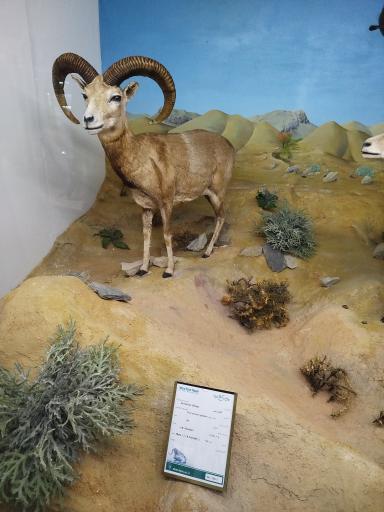 عکس موزه تاریخ طبیعی همدان