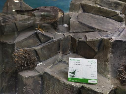 عکس موزه تاریخ طبیعی همدان