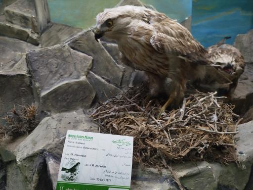 عکس موزه تاریخ طبیعی همدان