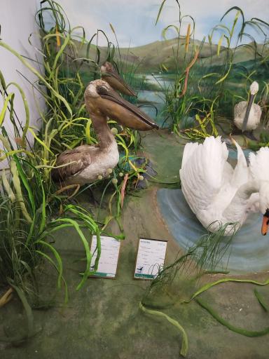 عکس موزه تاریخ طبیعی همدان