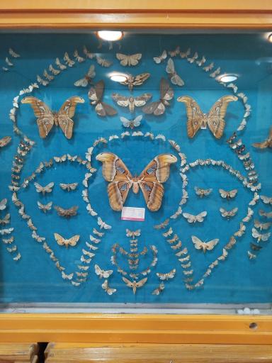 عکس موزه تاریخ طبیعی همدان