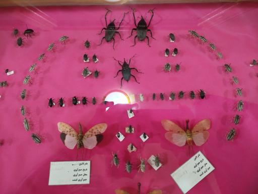 عکس موزه تاریخ طبیعی همدان