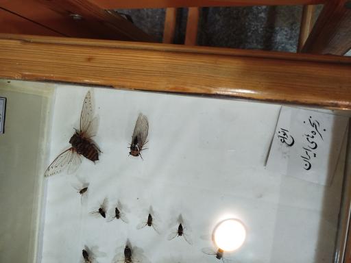 عکس موزه تاریخ طبیعی همدان