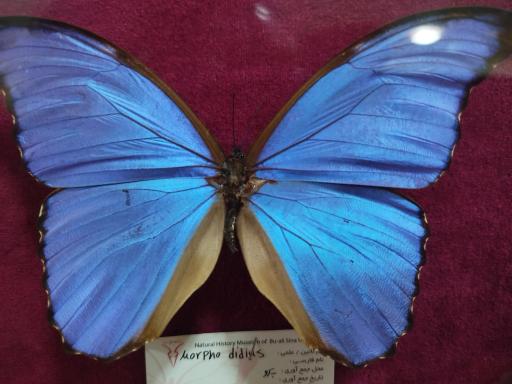 عکس موزه تاریخ طبیعی همدان