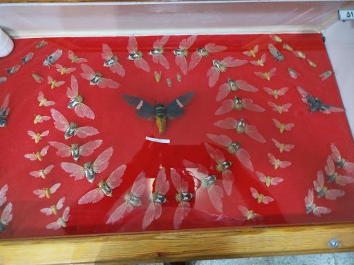 عکس موزه تاریخ طبیعی همدان