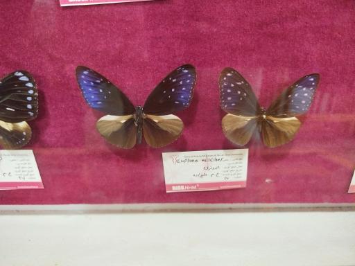 عکس موزه تاریخ طبیعی همدان