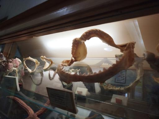 عکس موزه تاریخ طبیعی همدان