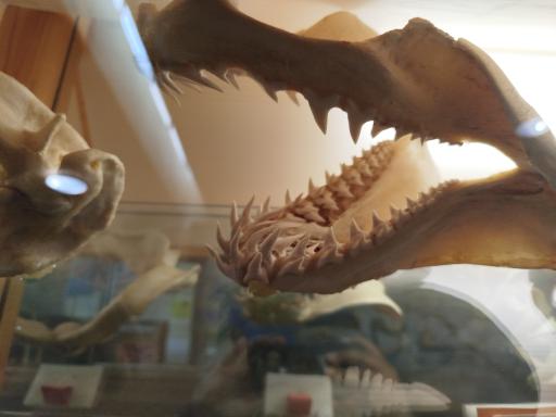 عکس موزه تاریخ طبیعی همدان