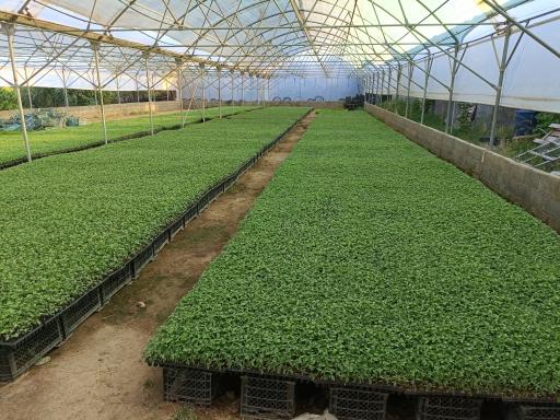 عکس مزرعه نوین کشت