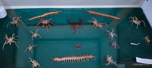 عکس موزه تاریخ طبیعی همدان