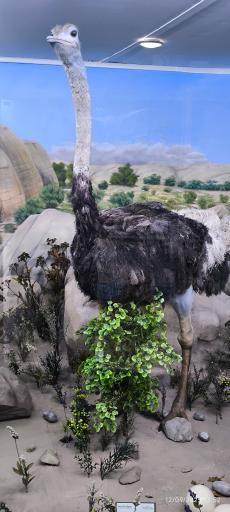 عکس موزه تاریخ طبیعی همدان