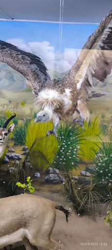 عکس موزه تاریخ طبیعی همدان