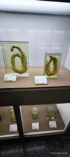 عکس موزه تاریخ طبیعی همدان