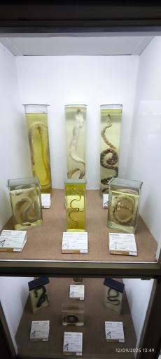 عکس موزه تاریخ طبیعی همدان