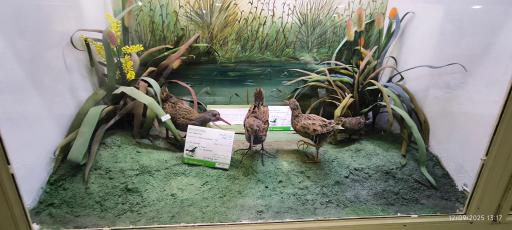 عکس موزه تاریخ طبیعی همدان