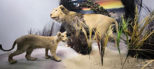 عکس موزه تاریخ طبیعی همدان