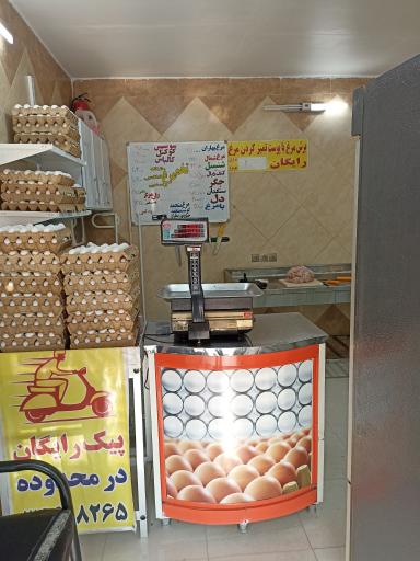 عکس مرغ فهیمی