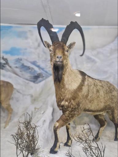 عکس موزه تاریخ طبیعی همدان