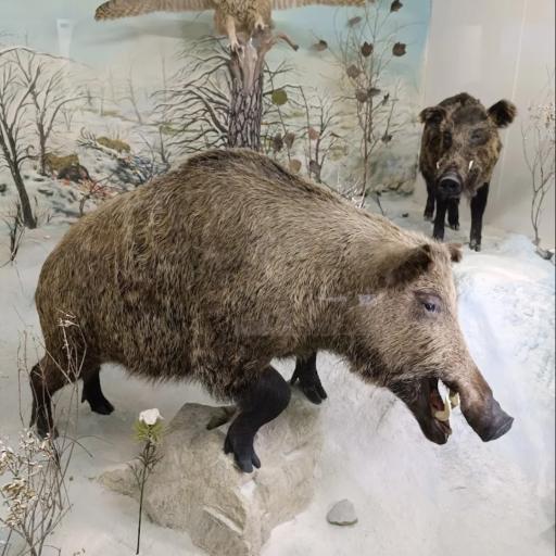 عکس موزه تاریخ طبیعی همدان