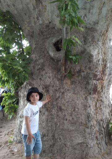 عکس چنار کهنسال نیاسر