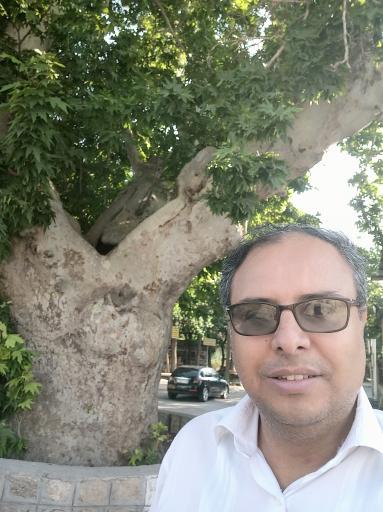 عکس چنار کهنسال نیاسر