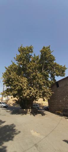 عکس چنار کهنسال نیاسر