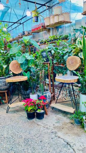 عکس گل و گیاه آپارتمانی آوان