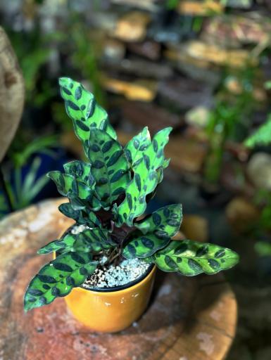 عکس گل و گیاه آپارتمانی آوان