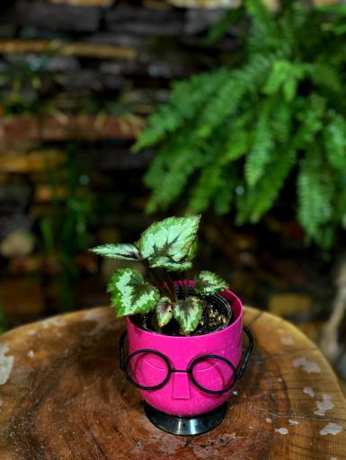 عکس گل و گیاه آپارتمانی آوان