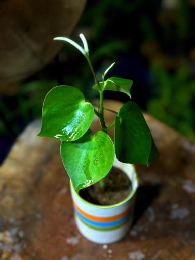 عکس گل و گیاه آپارتمانی آوان