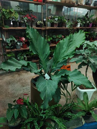 عکس گل و گیاه آپارتمانی آوان