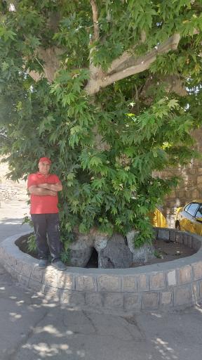 عکس چنار کهنسال نیاسر