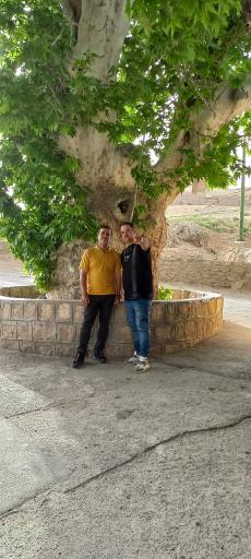 عکس چنار کهنسال نیاسر