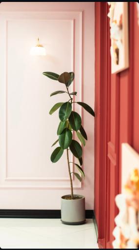 عکس کافه ژو