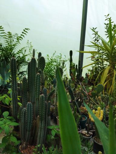 عکس گلخانه انتوریم 