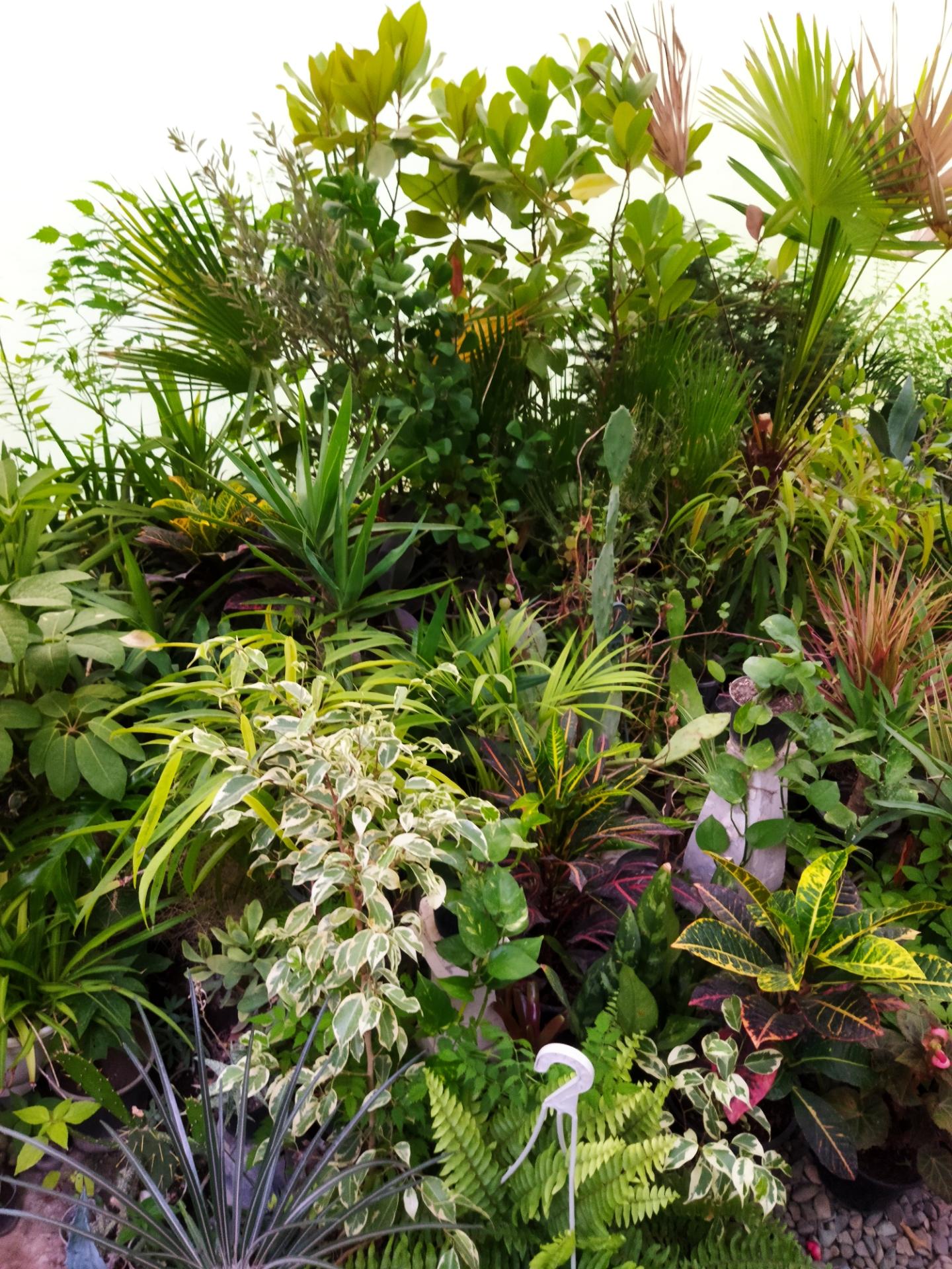 عکس گلخانه انتوریم 