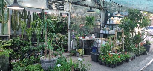 عکس گل و گیاه آپارتمانی آوان