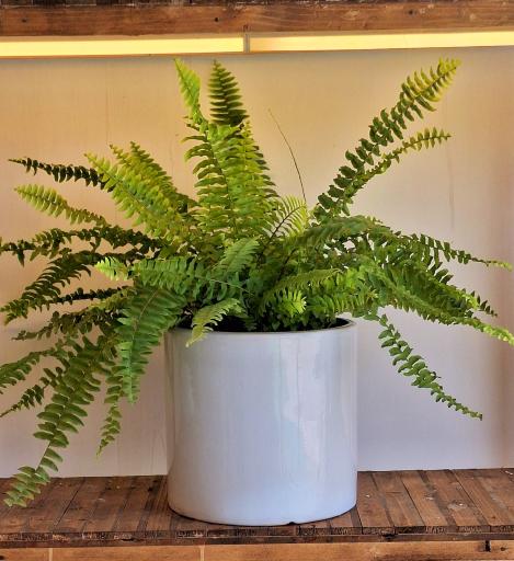 عکس گلخانه وحید