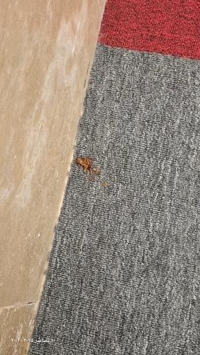 عکس هتل آراد