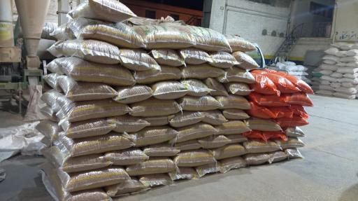 عکس نخود کرمانشاه برادران محمودی