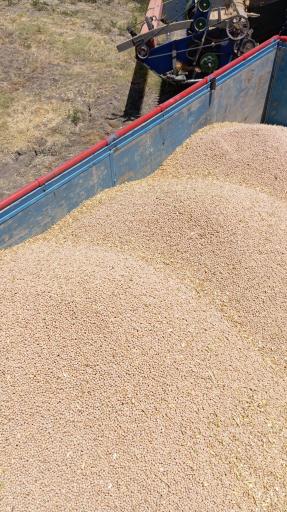 عکس نخود کرمانشاه برادران محمودی